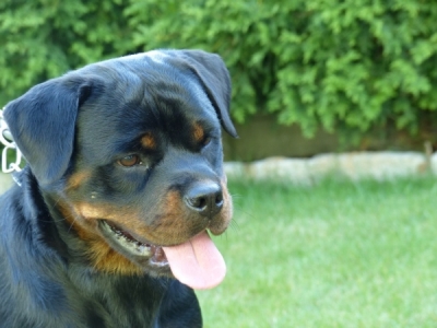 Ch.Pl Beti Sky Rott Storm (Atos Miracelrott x Greta Von Der Maxi Rott )